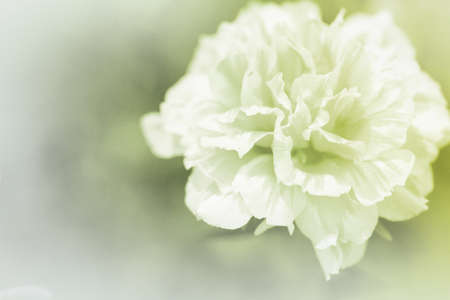 beautiful flowers made with color filters abstractの写真素材