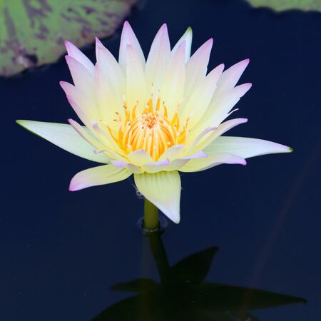 Beautiful waterlily or lotus flower in pondの写真素材