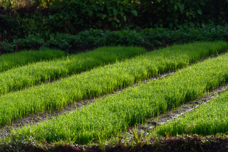 Rice farming of Farmer in Chiang Mai,Thailand.の写真素材