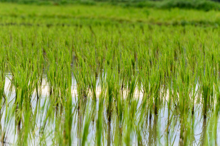Rice growing in Chiang Mai, Thailand.の写真素材
