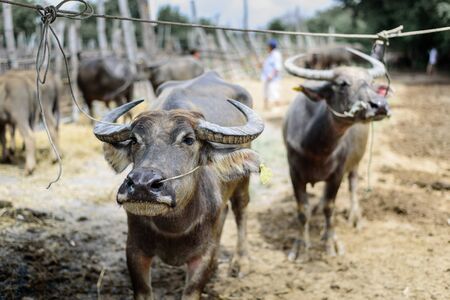 Buffalo staring photographer at cattle market in Chiang Mai, Thailand.の写真素材