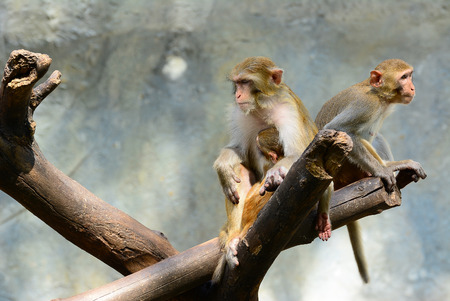 Family of monkeys in the trees, parents quarrel.の写真素材