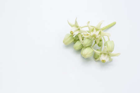 Crown flowers (Calotropis giantea) on white background.の写真素材