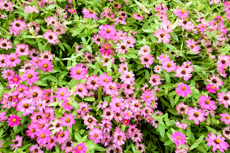 beautiful spring garden pink flower backgroundの写真素材