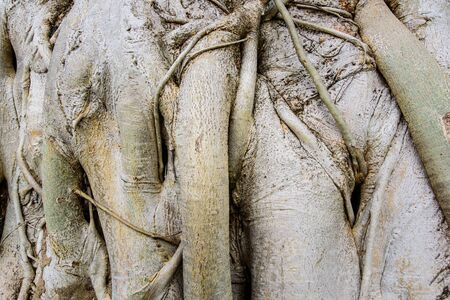 Root wood background texture.の写真素材