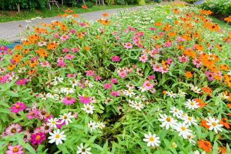 Wonderful Field with flowers in different colors in the park.の写真素材