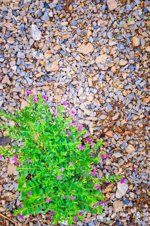 Small pink purple flower with Green leaf growing on pebbles for background textureの写真素材