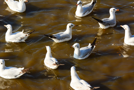 seagulls float on sea.の写真素材