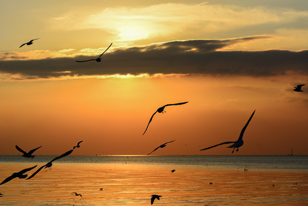 Silhouette of flying Seagulls on sea sunsetの写真素材