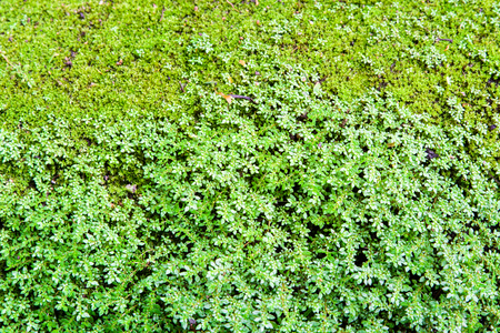 green small and middle mos background texture.の写真素材