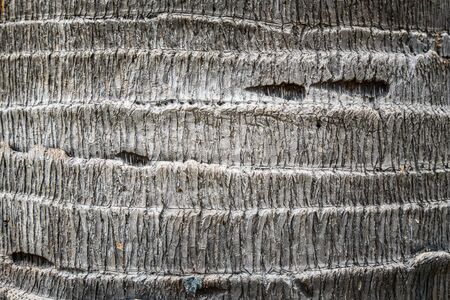 Palm tree bark background texture.の写真素材