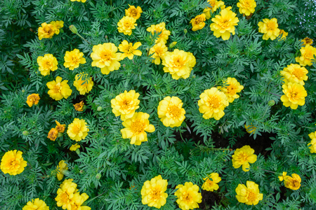 beautiful spring garden yellow flower backgroundの写真素材