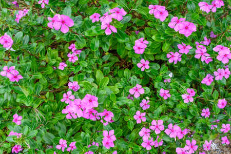 beautiful spring garden pink flower backgroundの写真素材