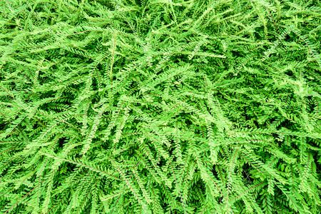Green fern background textureの写真素材