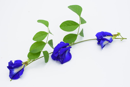 Bunch and vine of beautiful pea flowers on  white background.の写真素材
