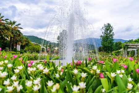 Fountain in the Siam-Tulip flower garden in Chiang Mai, Rajapruk park.の写真素材