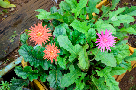 Beautiful two orange gerbera and one pink gerbera flower in garden with green leaves.の写真素材