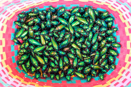 a lot of Jewel Beetle or Metallic Wood-boring (Buprestid) is villagers brought for sale in the market.の写真素材