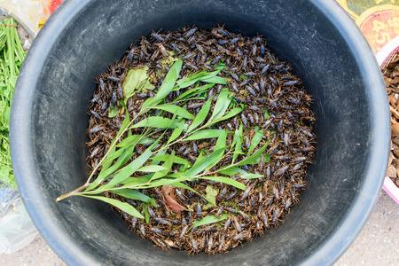 (Gryllus) ,portentosus on basin in Market at Thai,Laos border, Thailand Eat Styleの写真素材