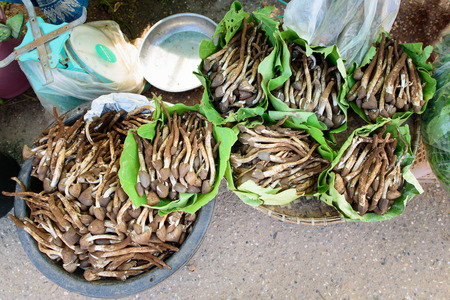 Termite Mushroom    in banana leaf that sold in the market, the Thai border of Laos.の写真素材