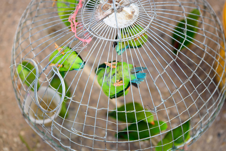 green parrots  is perching in the cage on pet market.の写真素材