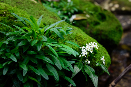 White flower on green mos with sun light.の写真素材