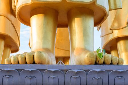 Bodhi tree (Ficus religiosa) Growing from feet of  Golden Buddha statue.の写真素材
