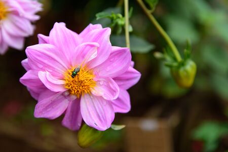 insect swarming on pink flowers with green leaves.の写真素材
