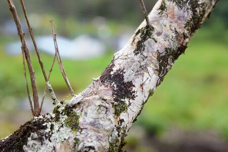 Two mantis camouflaged on tree brown branches.の写真素材