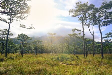 Pine forest in sunset light background. Landscape with green pine trees against sun beams and flares view.の写真素材