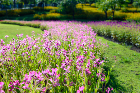Colorful pink flowers in the garden at Rajapruek park, Chiangmai, Thailandの写真素材