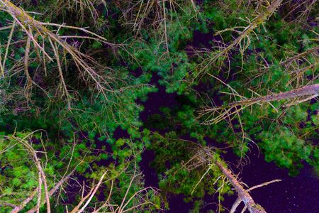 Beautiful night sky, the Milky Way and pine trees in upper view for background textureの写真素材