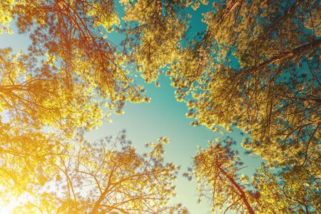 Canopy Of Tall Pine Trees. Upper view Branches Of Woods with warm light in the morning, vintage...