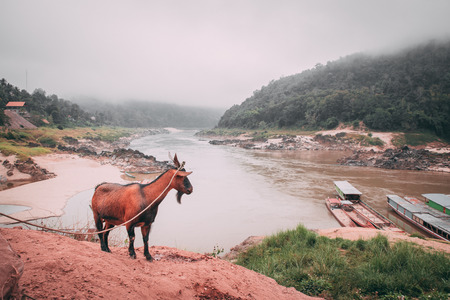 Goat of villagers Pakbeng, Laos being tethered at Mekong Riverの写真素材