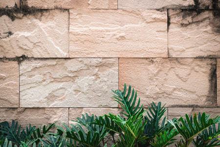 Old brick wall background texture decorative with fern plant on vintage tone.の写真素材