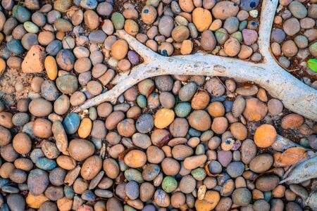 Abstract smooth round pebbles sea stone with wood root for texture background.の写真素材