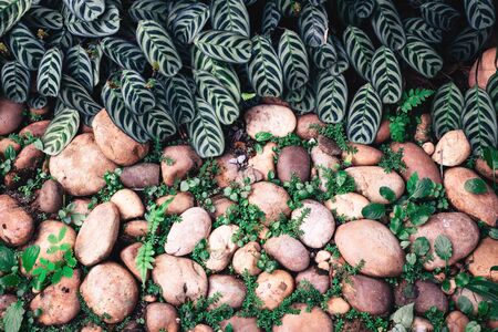 Green plant with leaves growing through the pebbles stone with copy space for background texture.の写真素材