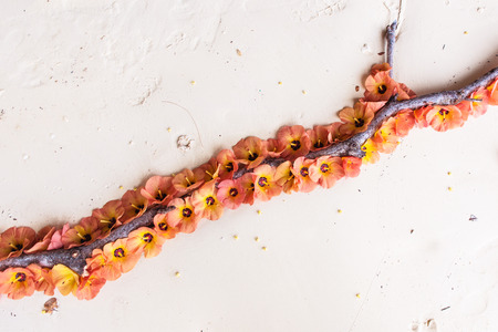 orange flower decorative on the sand of the beach.の写真素材