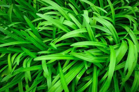 Green leaf or leaves background texture.の写真素材