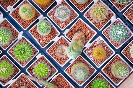 Top view pots of cactus and succulents with different type.の写真素材