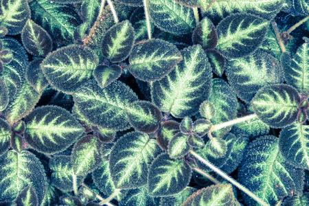 pattern of green leaves and flower on vintage tone. Flat lay. Nature concept.
