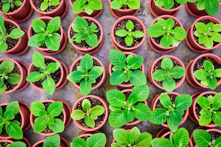 Potted seedlings growing in little brown pots arrange in top view for save the wolrd concept.