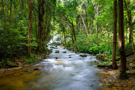 Cascade falls over mossy trunk in rainforest with clear river long exposure. の写真素材