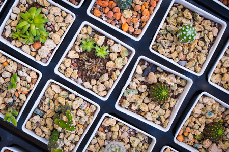 Top view pots of cactus and succulents with different type.の写真素材
