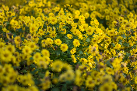 Yellow chrysanthemums on top view for health tea concept.の写真素材