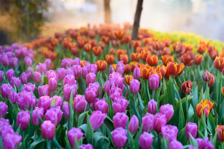 colorful tulips flowers blooming in a garden with foggy in morning.の写真素材