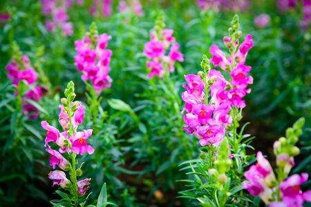 Natural flower pink and white in garden, soft focus.の写真素材