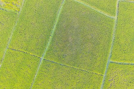 Aerial view of the green and yellow rice field, grew in different pattern, soon to be harvested, for agriculture concept.の写真素材