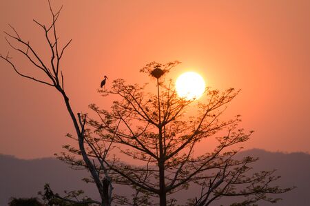 sunset time on the mountain with silhouette big tree and birds.の写真素材