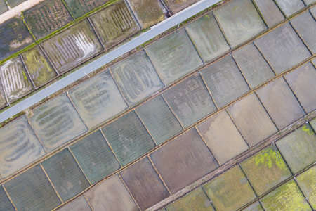 Aerial Top view from drone of the beautiful paddy fields with velvet green young sprouts in Balinese village. The traditional method for cultivating rice with flood the fields after setting young seedlings.の写真素材